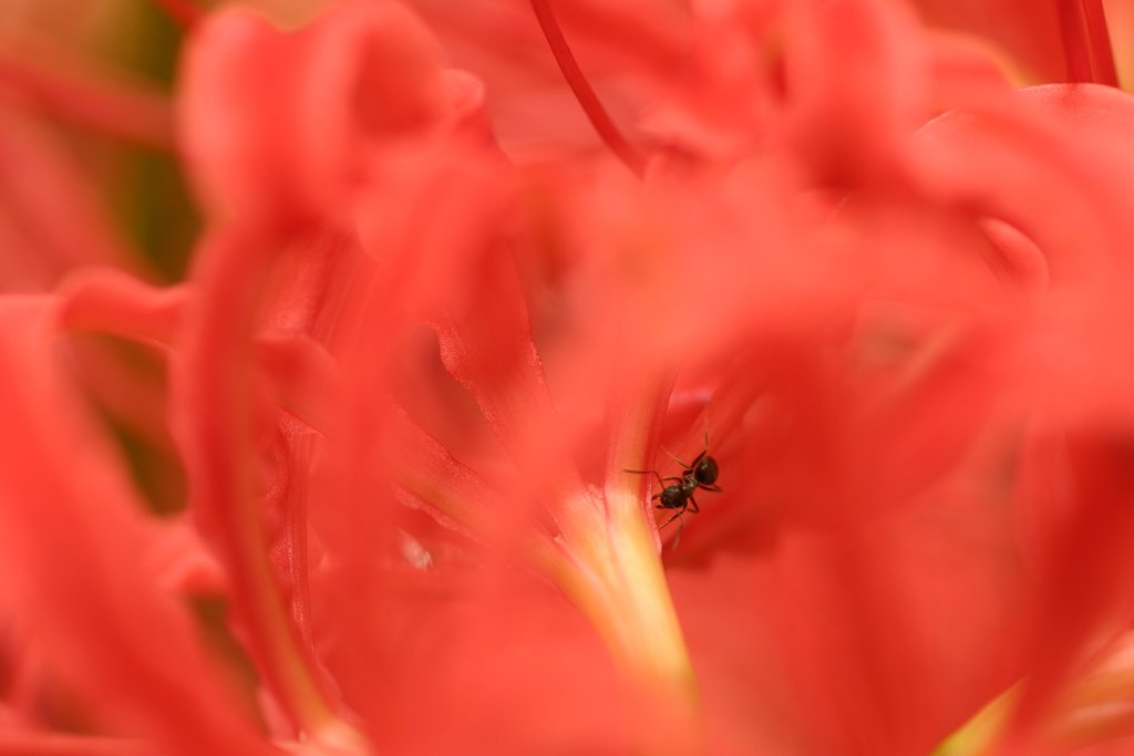 蜜はどこ？