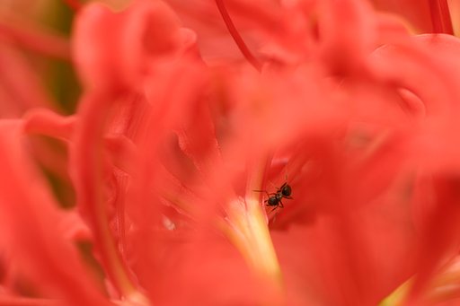 蜜はどこ？