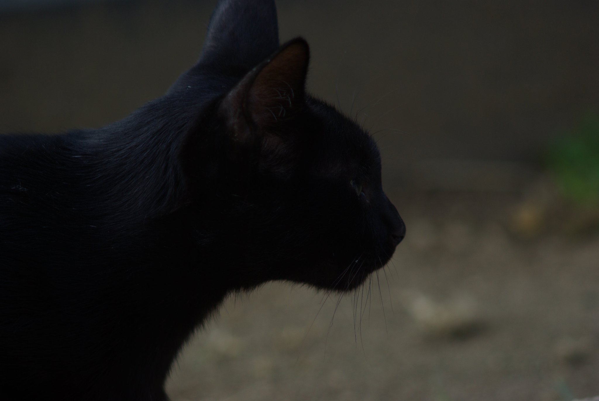Black Panther
