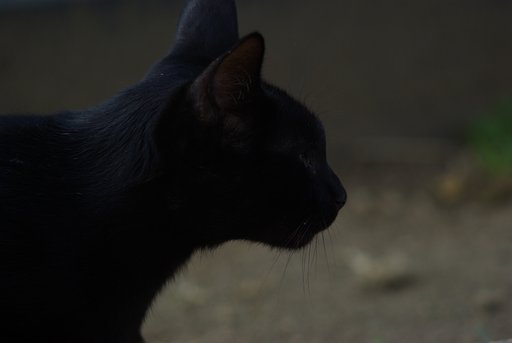 Black Panther