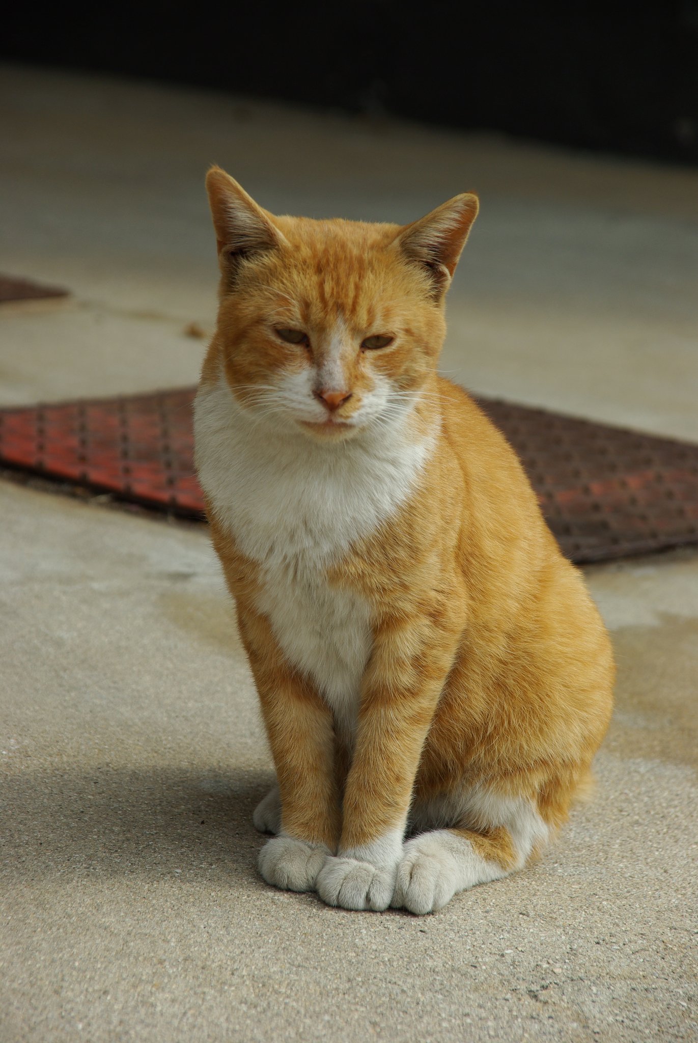 猫