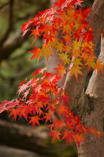 和柄・・・和歌山紅葉渓庭園