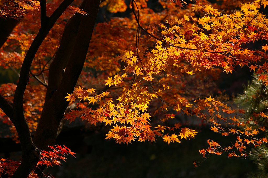 光葉・・・和歌山紅葉渓庭園