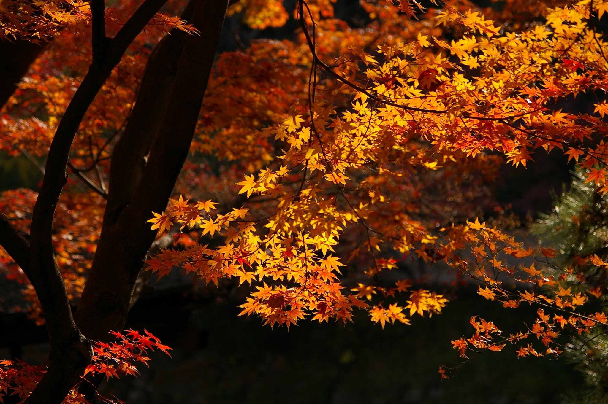 光葉・・・和歌山紅葉渓庭園