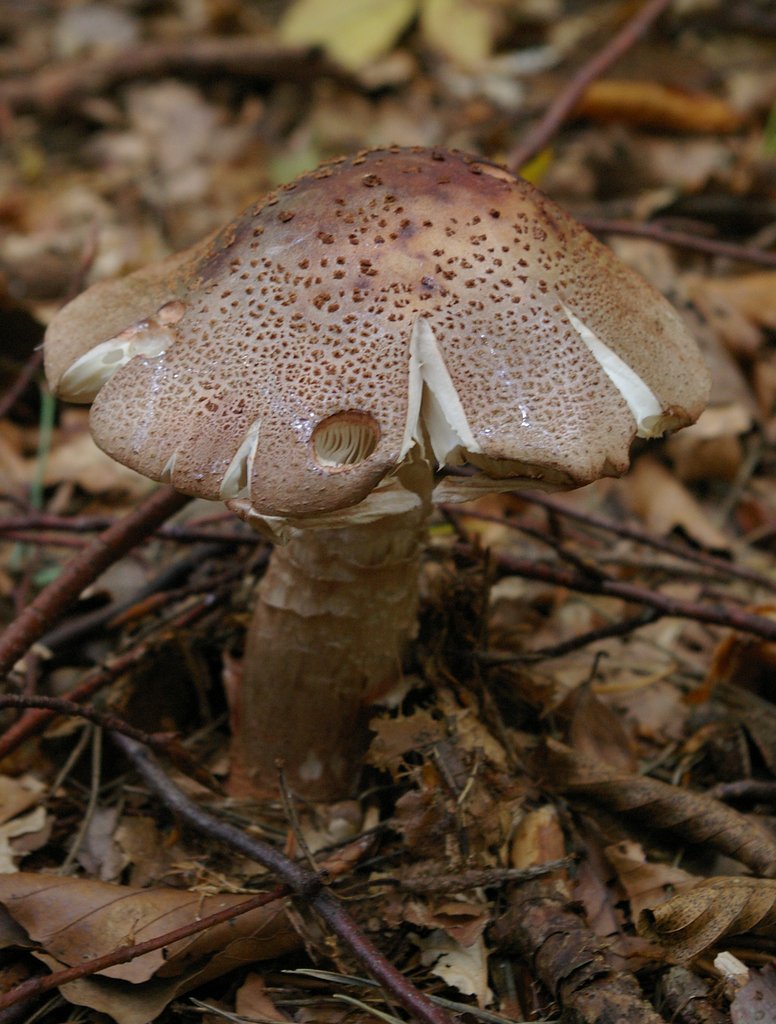 Fungus in forest