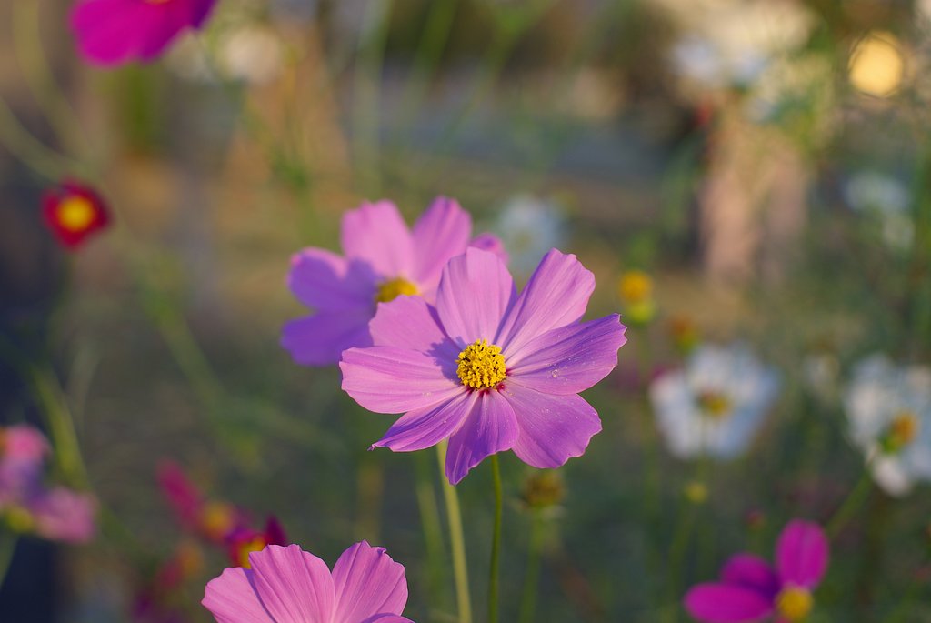 cosmos