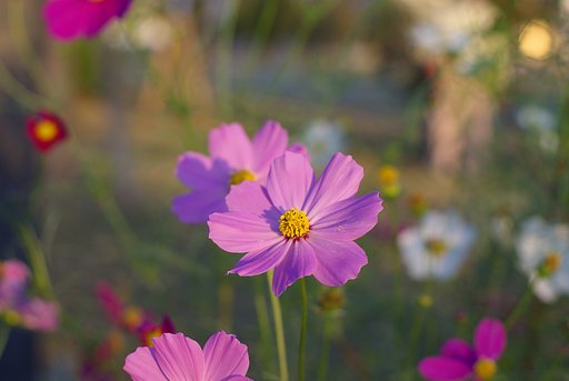 cosmos