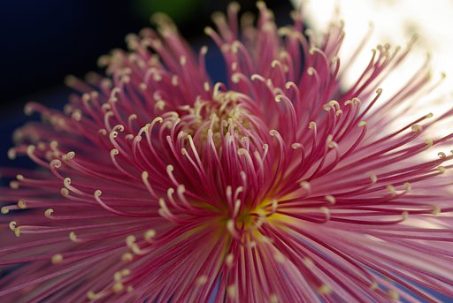 『記』菊の花