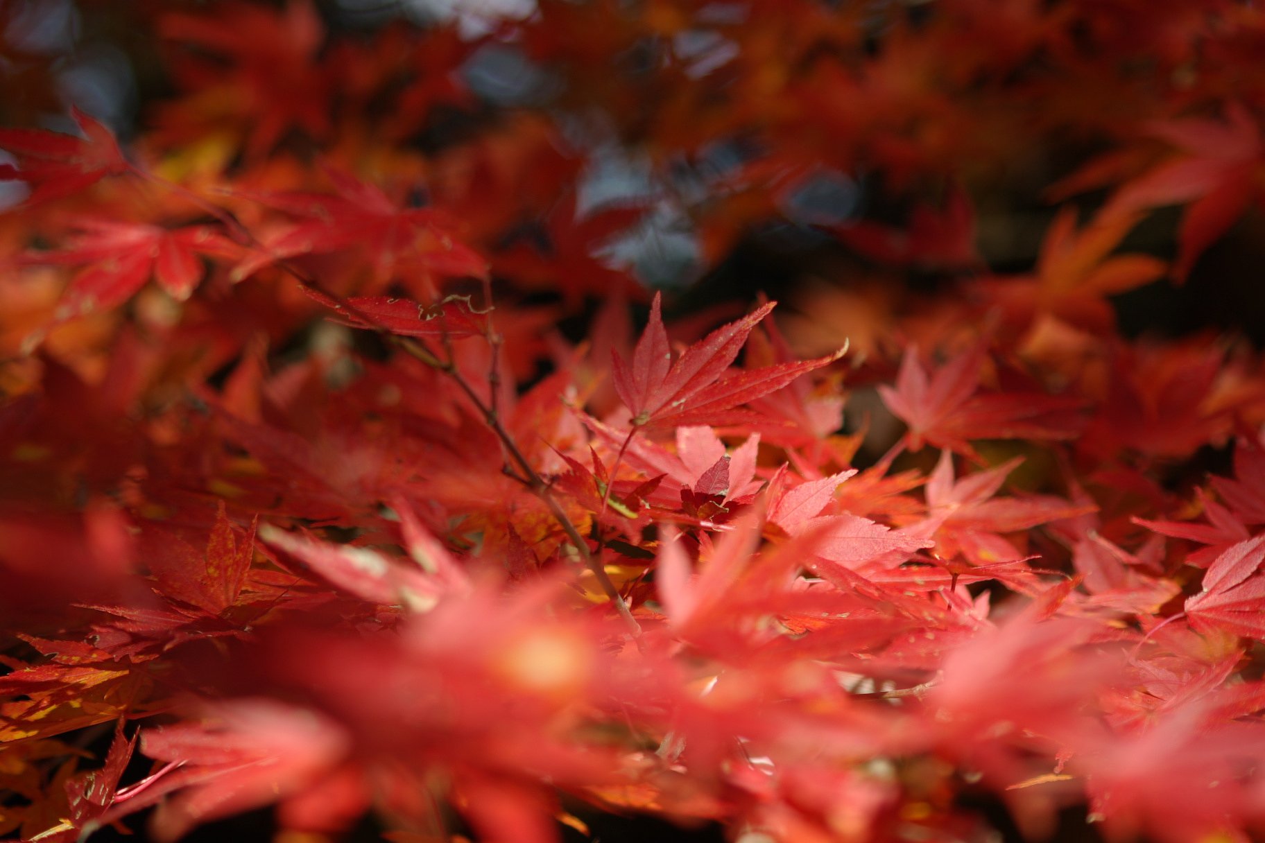 養老渓谷　紅葉