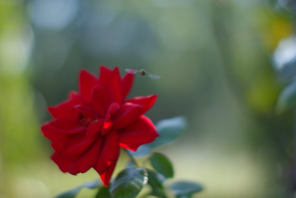 bokeh