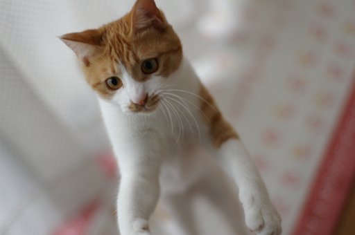 nyao!!