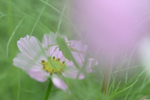 こっち向いてよ