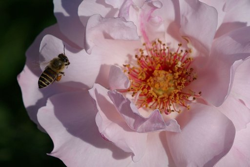 flower fly