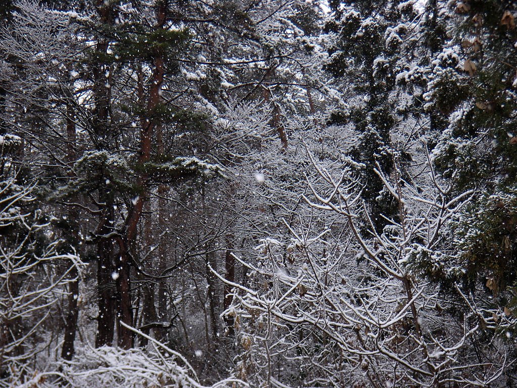 雪の森