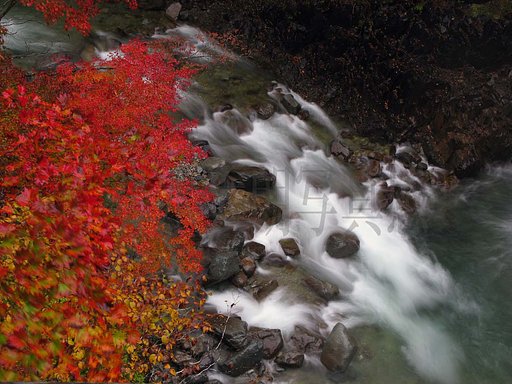 川と紅葉