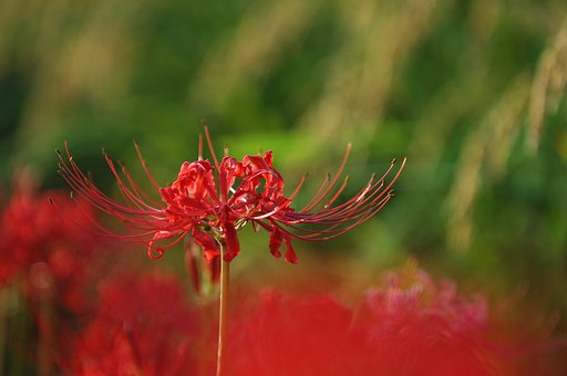 彼岸花・・・見つけました＾＾