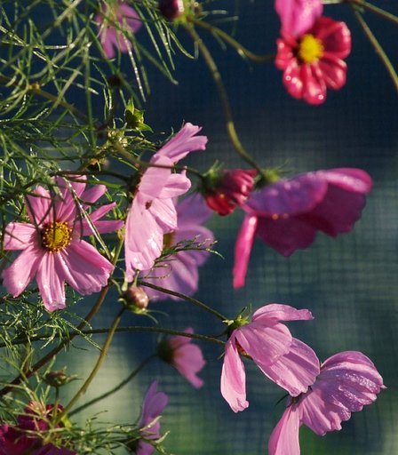 濡れた花の魅力