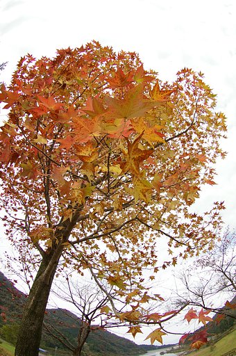 ダム湖の紅葉２