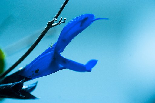 サルビア　グアラニティカ