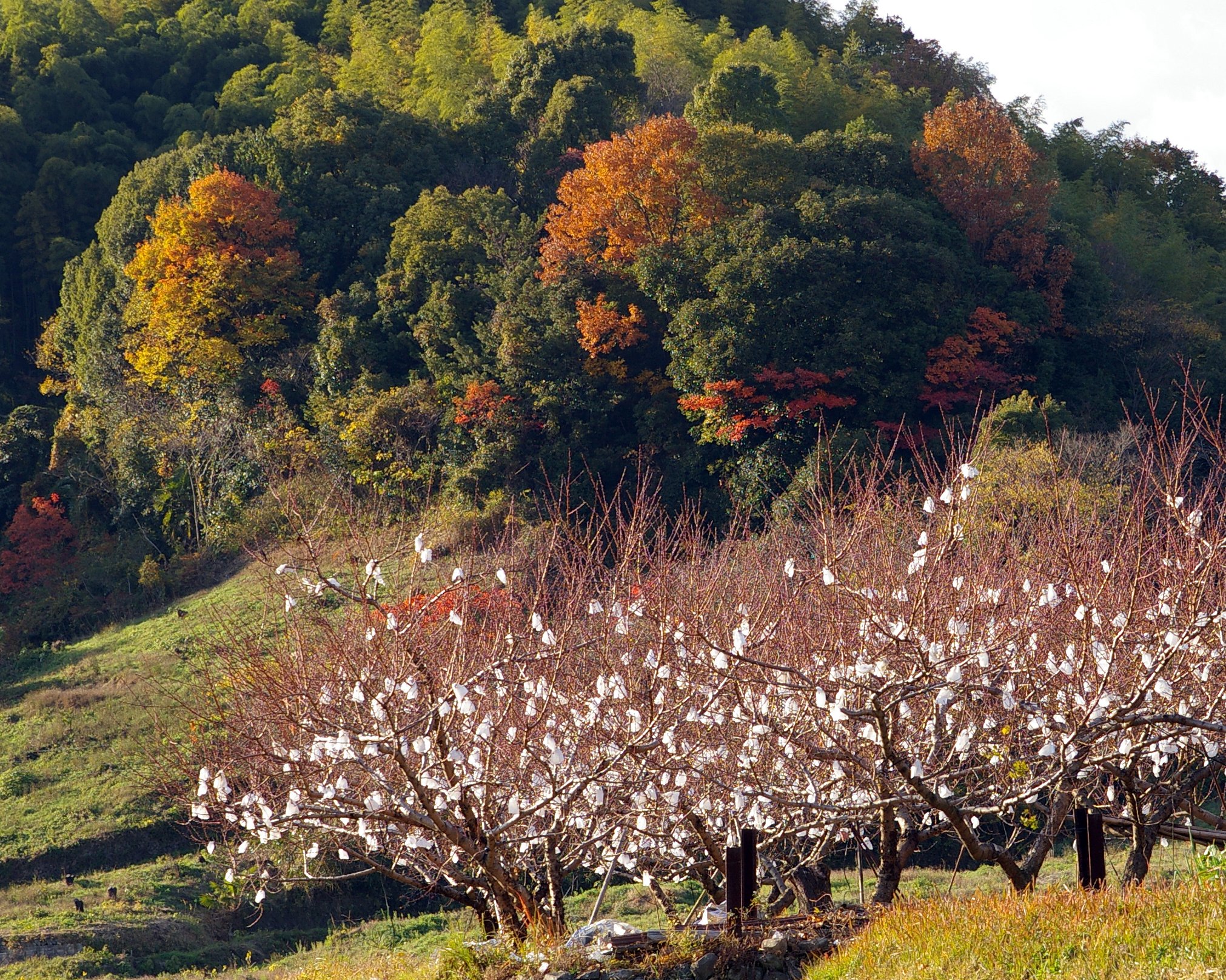 晩秋の花