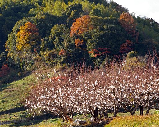 晩秋の花