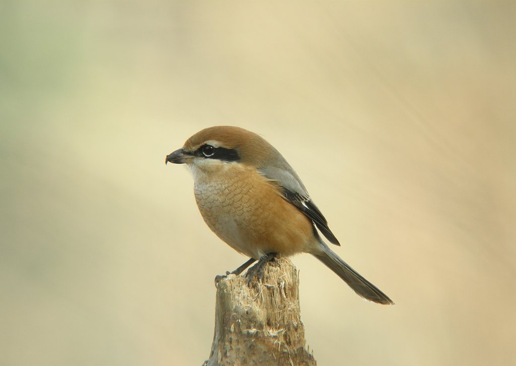【締】鳥さんありがとう
