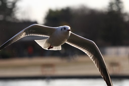 ユリカモメ飛来