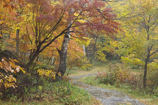 紅葉の小路・・