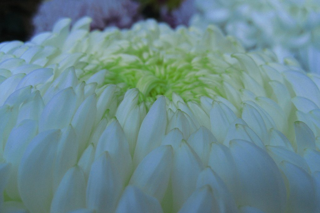 【記】菊の色