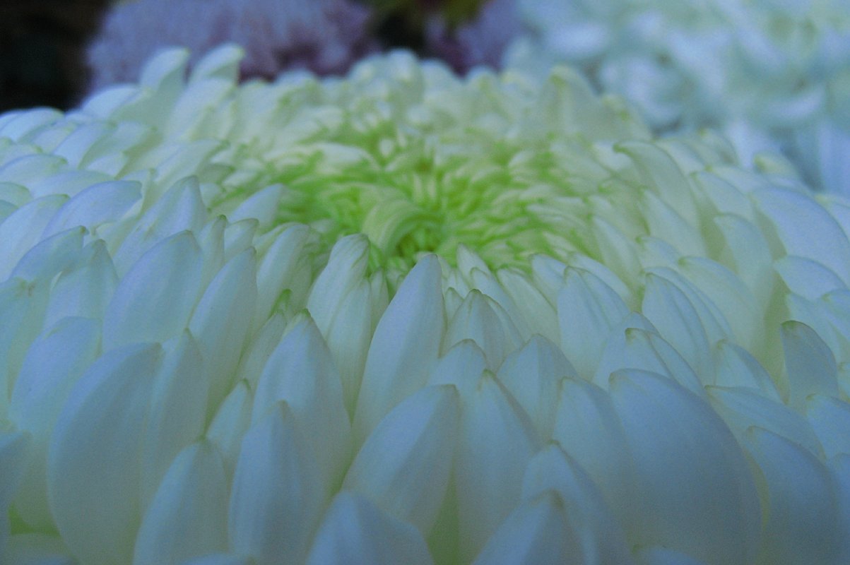 【記】菊の色