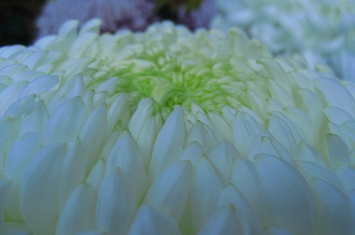 【記】菊の色
