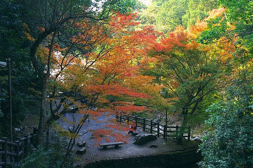 今年の紅葉