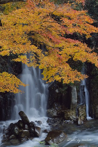 紅葉の滝・・・