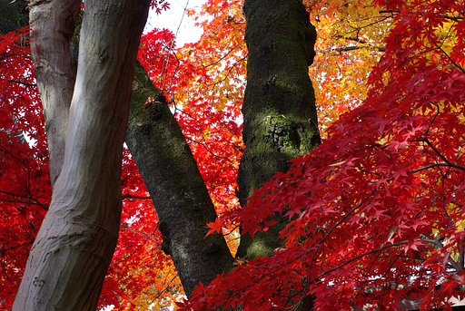 お寺の紅葉