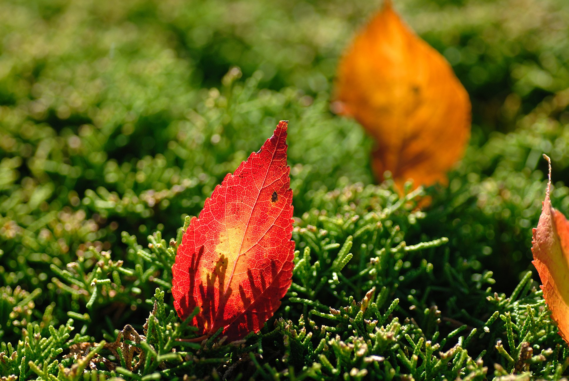小さな紅葉