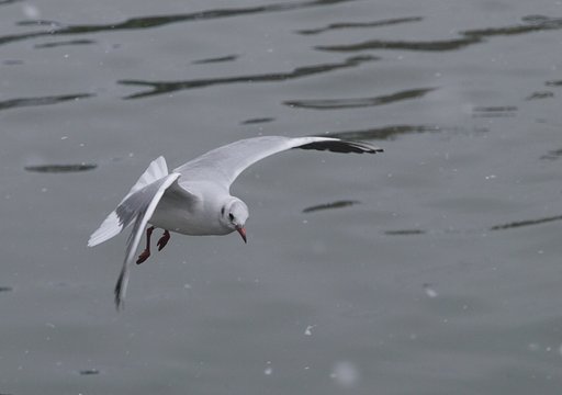 雪の中のカモメ