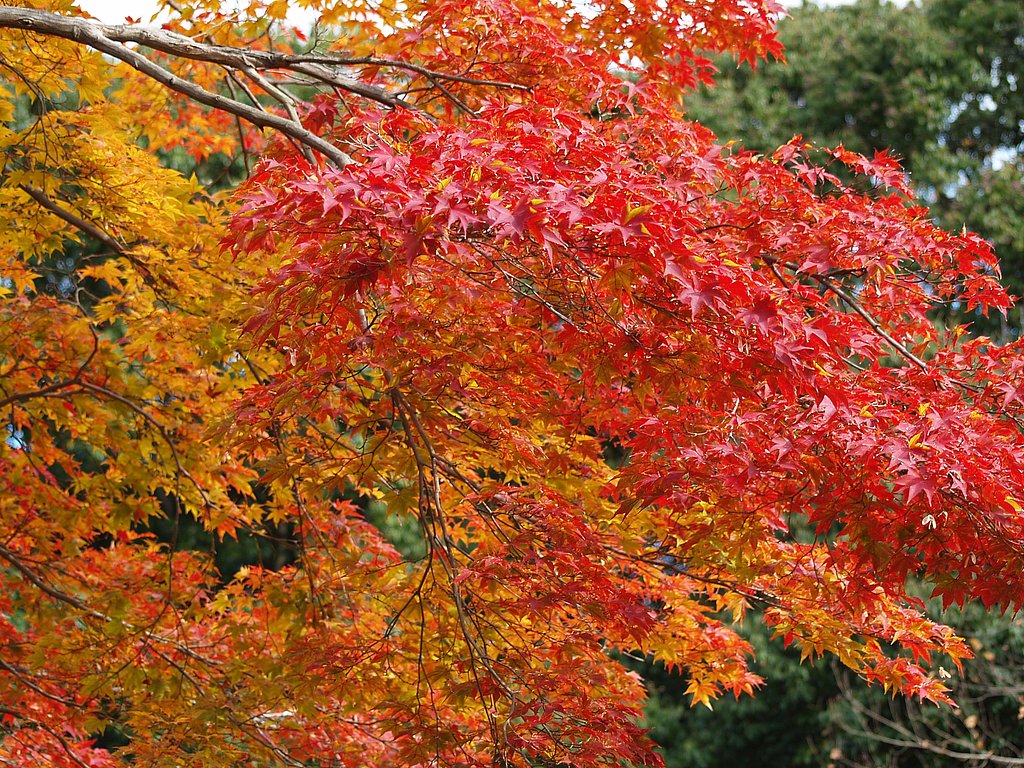 植物園の紅葉
