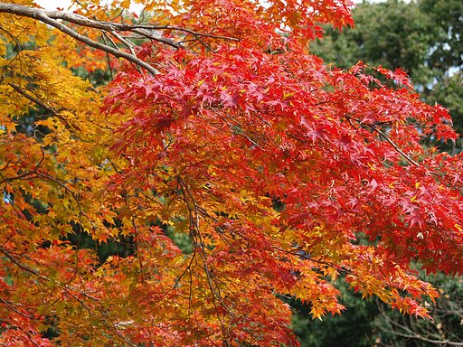 植物園の紅葉