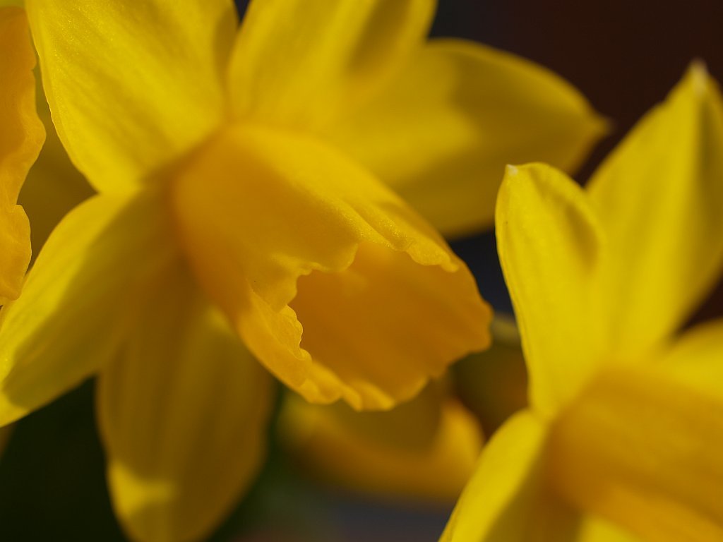 水仙