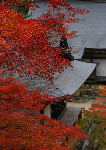 京都の秋