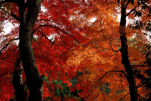 紅葉