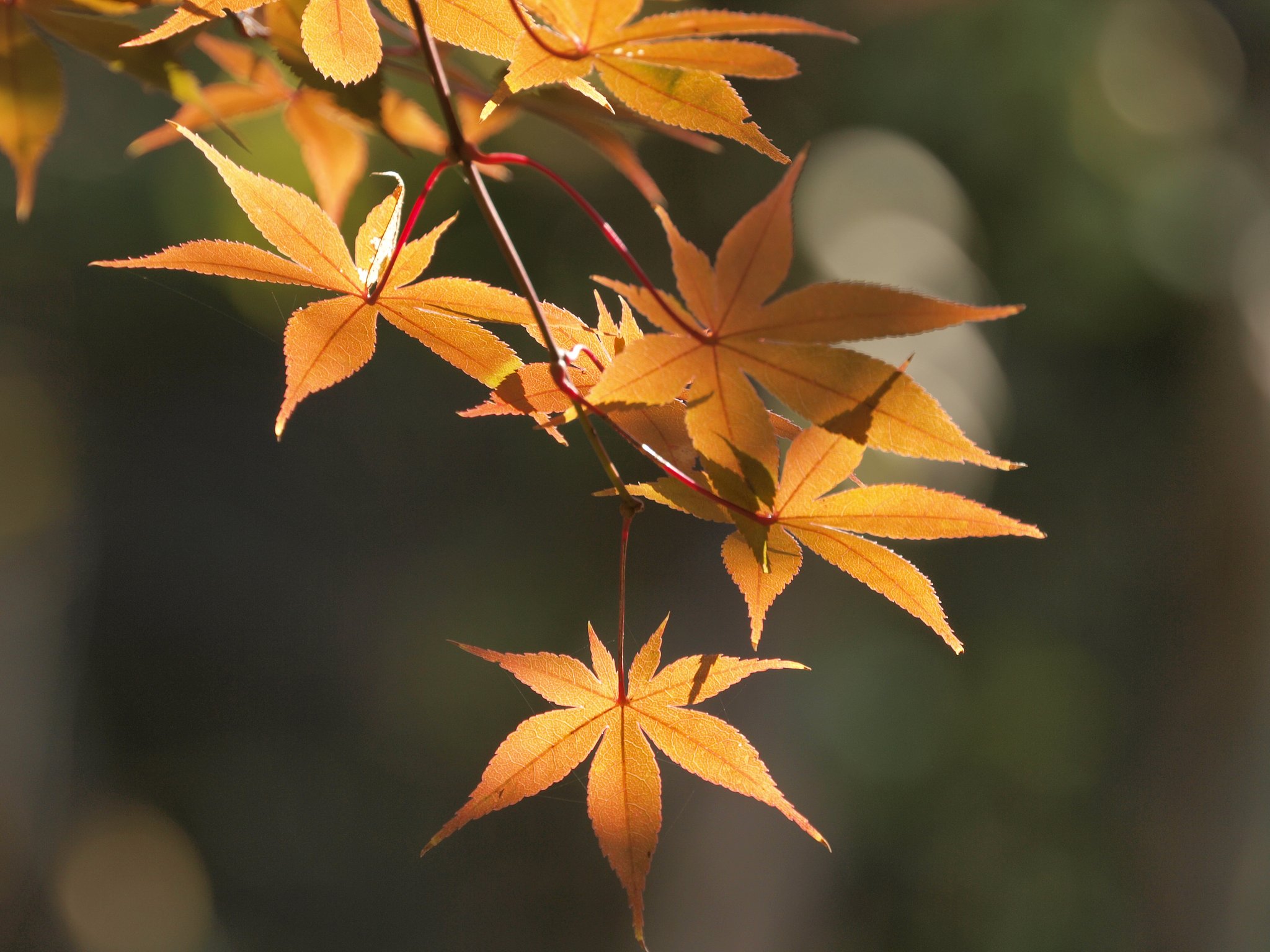 紅葉狩り　（Ｅ−３試写）