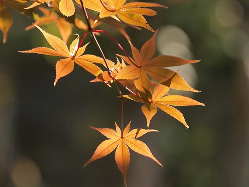 紅葉狩り　（Ｅ−３試写）