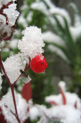 雪帽子