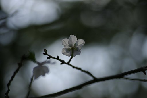 いろは にほへど散りぬるを