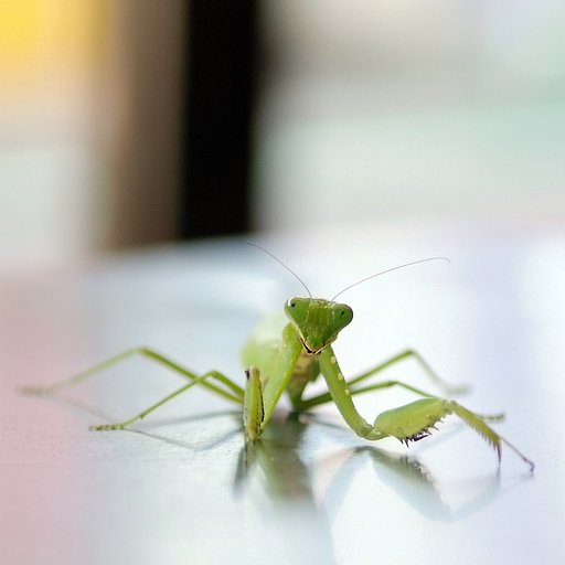 コンニチワ　あたいカマキリ夫人
