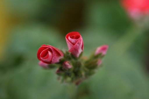 バレンタインの花