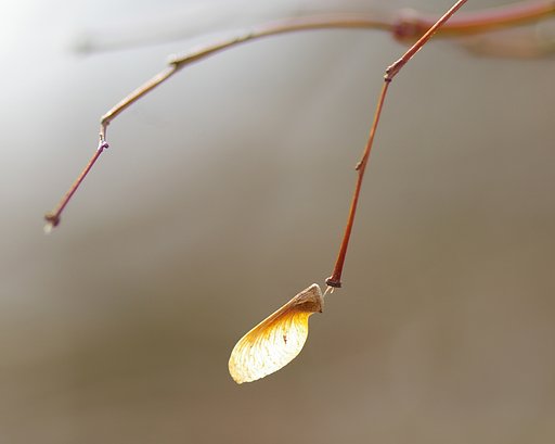 ひとひらの