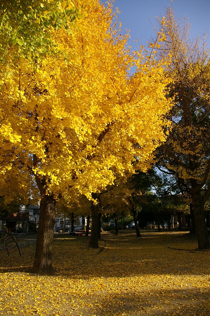 銀杏・・・美園公園・1