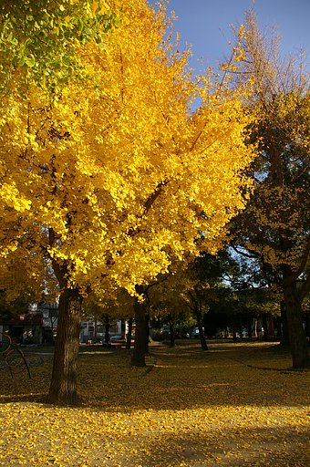 銀杏・・・美園公園・1